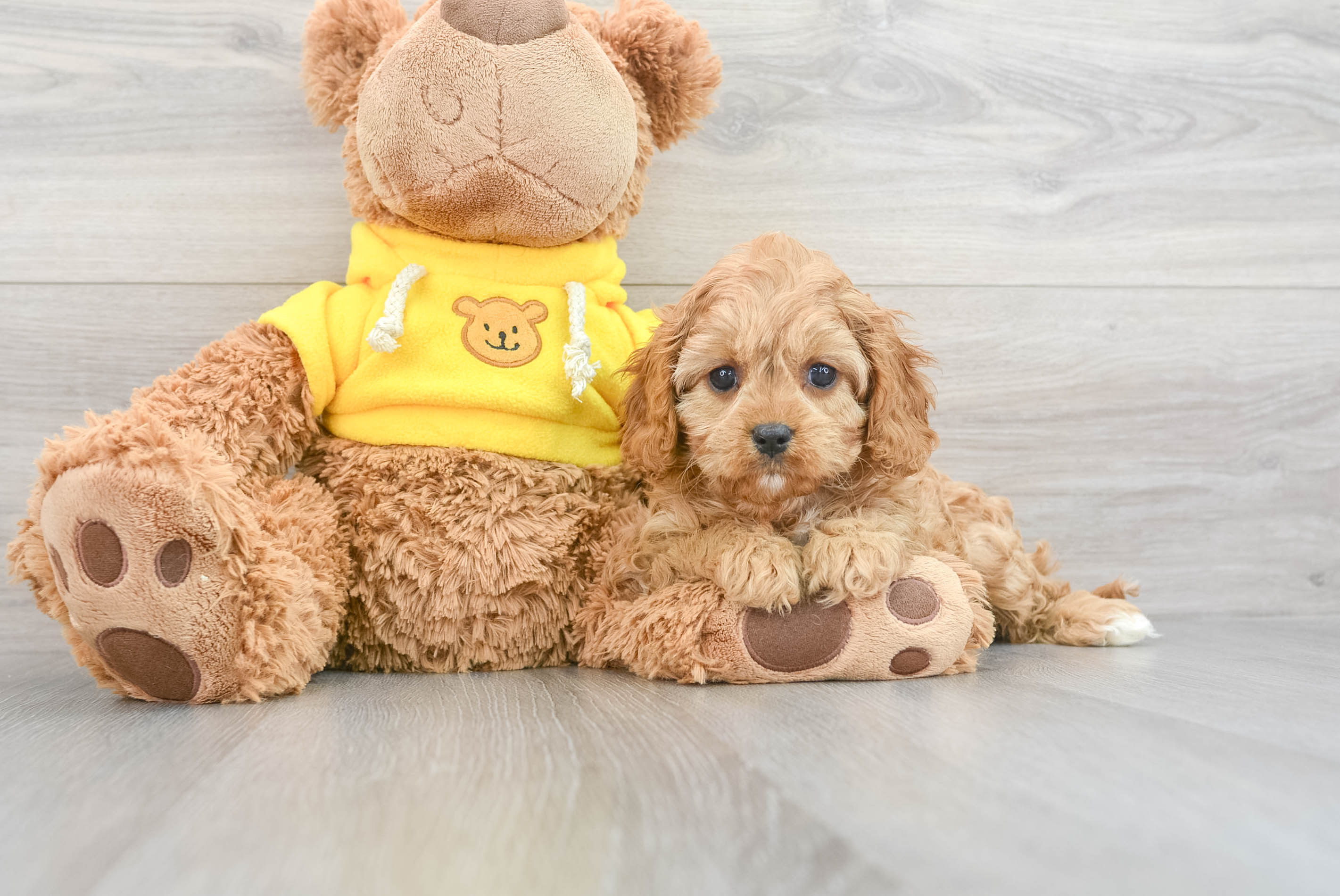 Cavapoo Puppy for Adoption