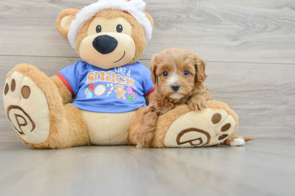 5 week old Cavapoo Puppy For Sale - Lone Star Pups