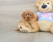 8 week old Cavapoo Puppy For Sale - Lone Star Pups