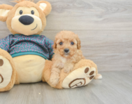 9 week old Cavapoo Puppy For Sale - Lone Star Pups