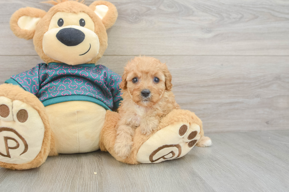 6 week old Cavapoo Puppy For Sale - Lone Star Pups