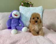 9 week old Cavapoo Puppy For Sale - Lone Star Pups