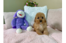 Cute Cavalier King Charles Spaniel and Poodle Mix Poodle Mix Puppy