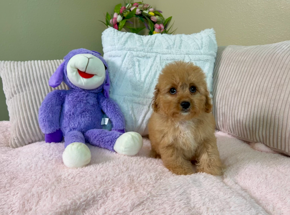 Cute Cavalier King Charles Spaniel and Poodle Mix Poodle Mix Puppy