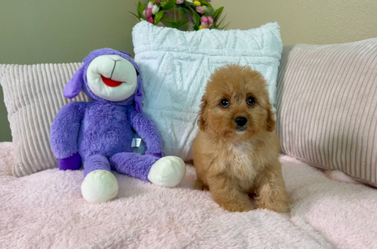 Cute Cavalier King Charles Spaniel and Poodle Mix Poodle Mix Puppy