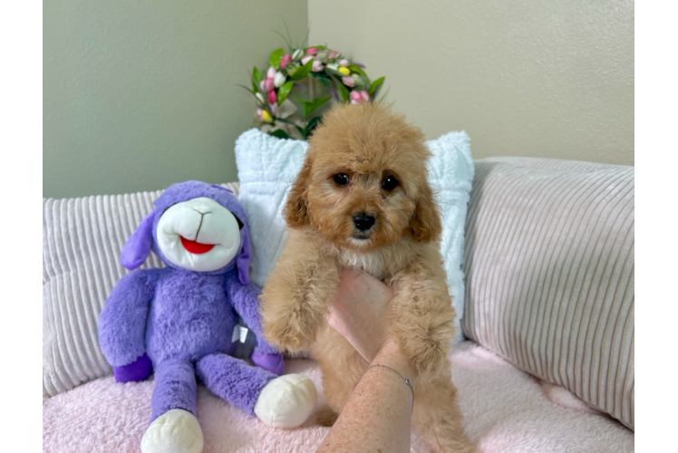 Cute Cavadoodle Poodle Mix Puppy