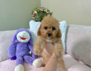10 week old Cavapoo Puppy For Sale - Lone Star Pups