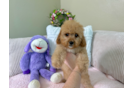 Cute Cavadoodle Poodle Mix Puppy
