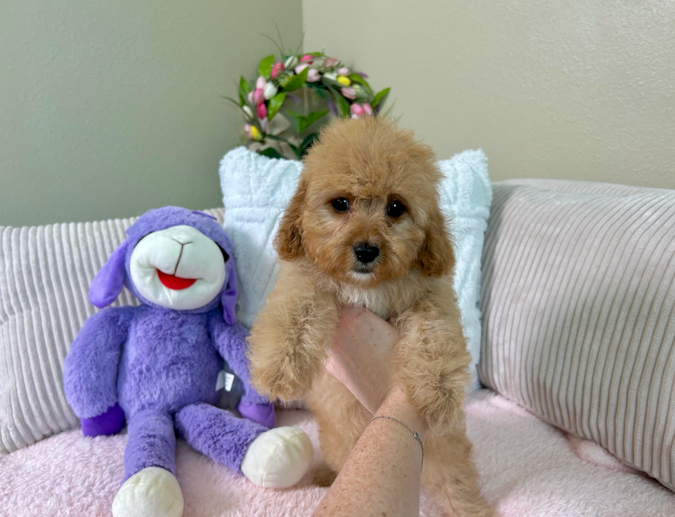 Cute Cavadoodle Poodle Mix Puppy