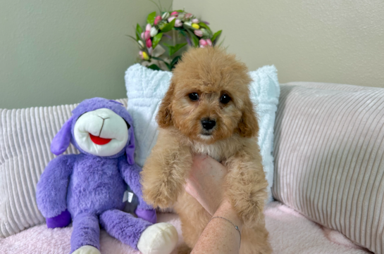 Cute Cavadoodle Poodle Mix Puppy
