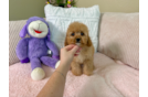 Cute Cavapoo Baby