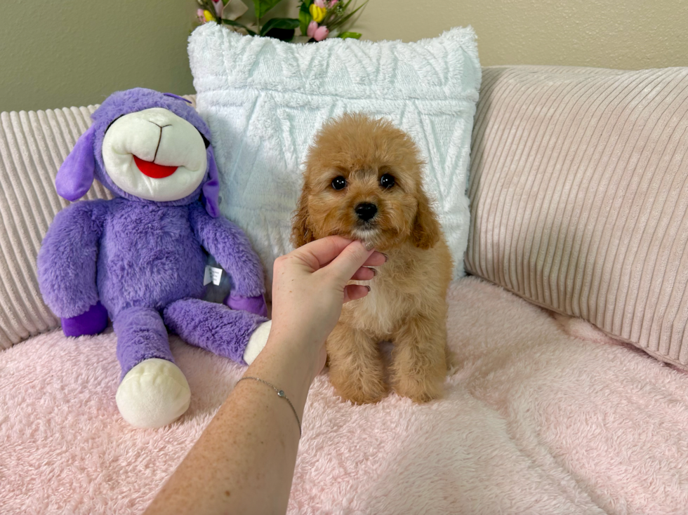 Cute Cavapoo Baby