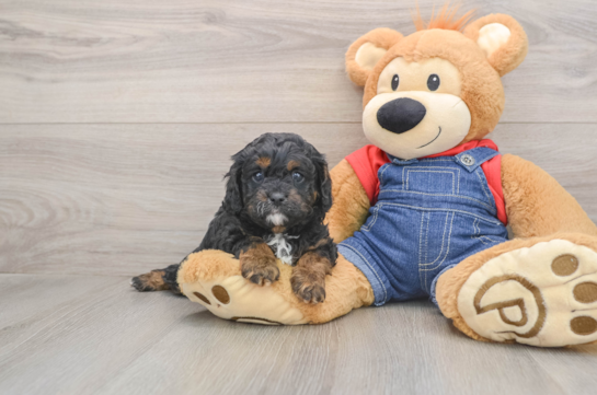 Sweet Cavapoo Baby