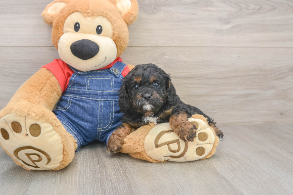 Popular Cavapoo Poodle Mix Pup