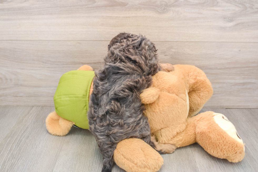 Smart Cavapoo Poodle Mix Pup