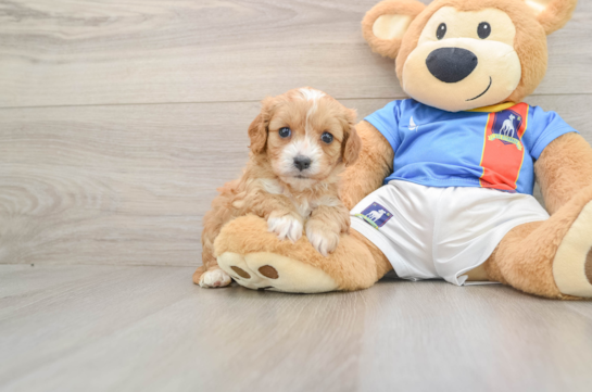Happy Cavapoo Baby