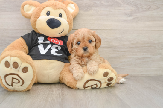 Cavapoo Pup Being Cute