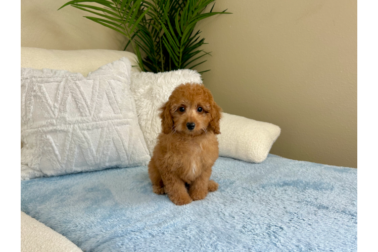 Cavapoo Puppy for Adoption