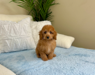 11 week old Cavapoo Puppy For Sale - Lone Star Pups