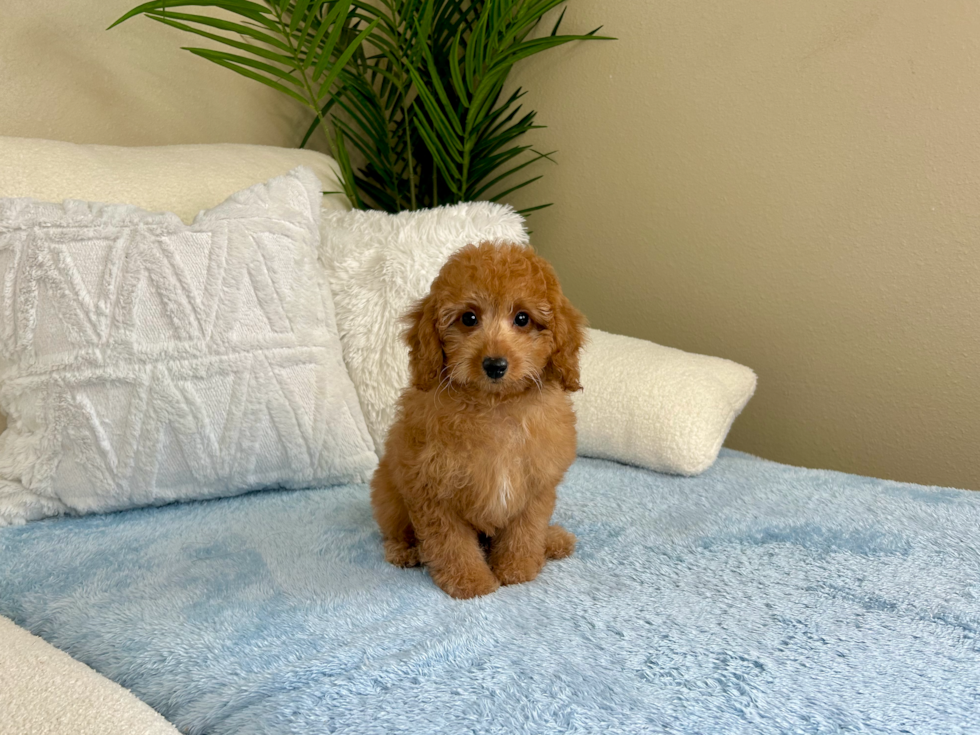 Cavapoo Puppy for Adoption