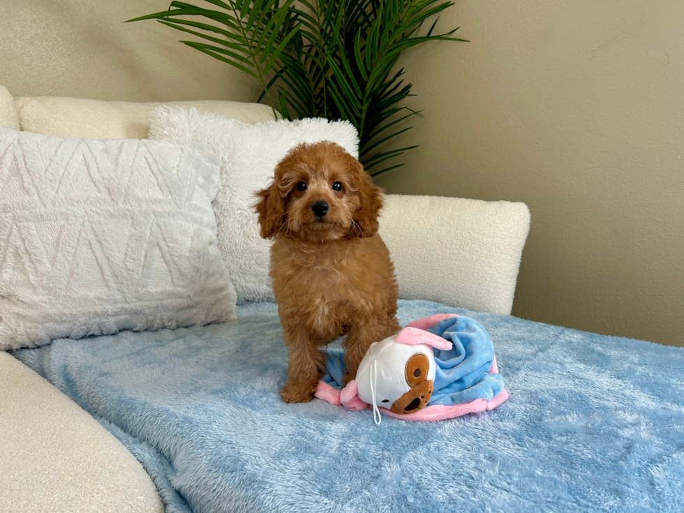 Best Cavapoo Baby