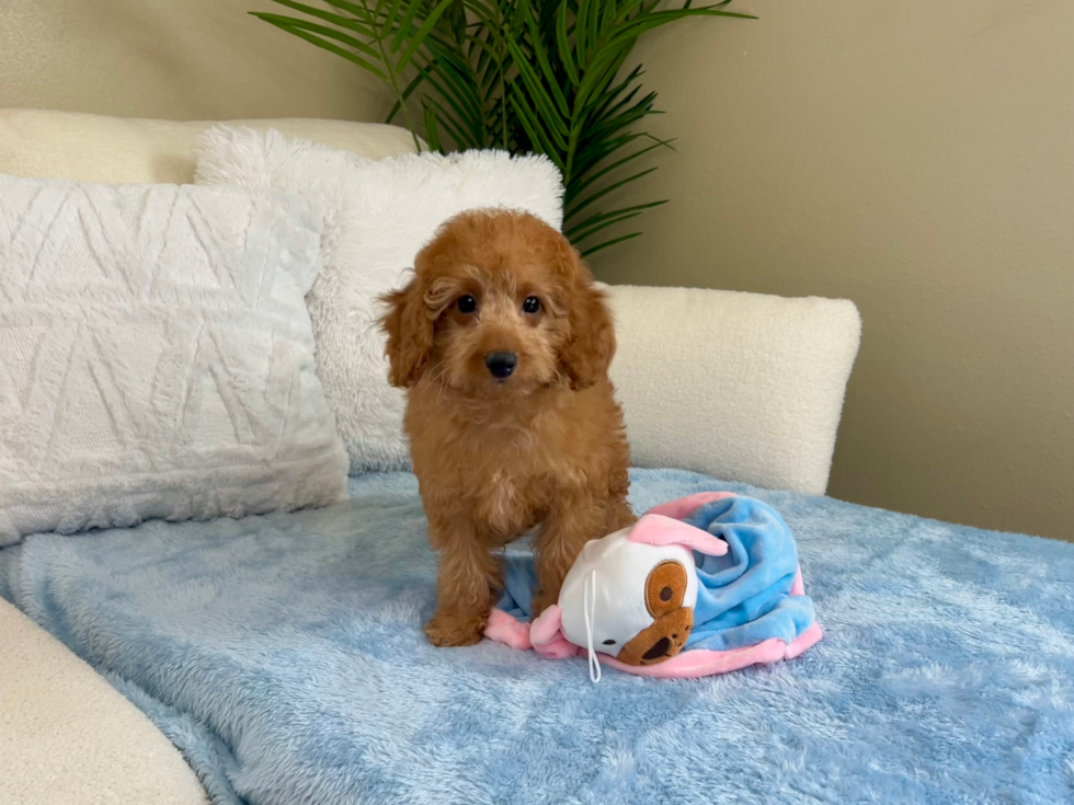 Cavapoo Pup Being Cute