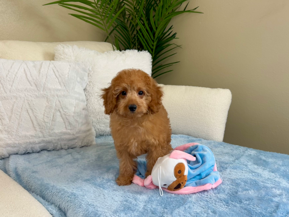 Cute Cavapoo Poodle Mix Pup