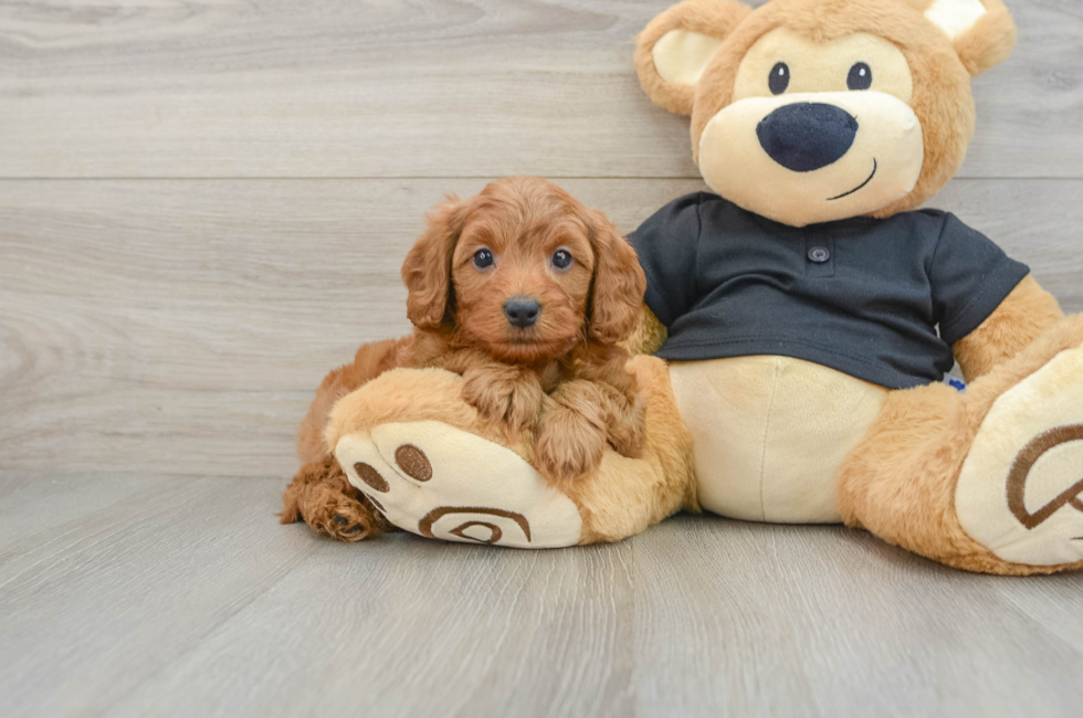 6 week old Cavapoo Puppy For Sale - Lone Star Pups