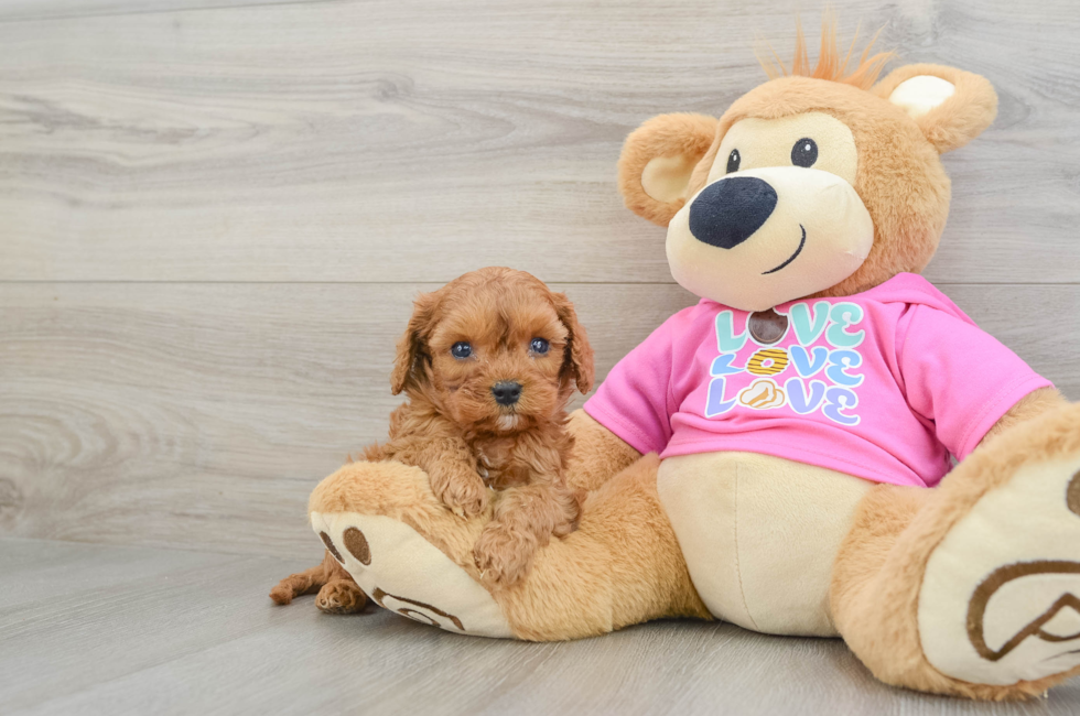 7 week old Cavapoo Puppy For Sale - Lone Star Pups