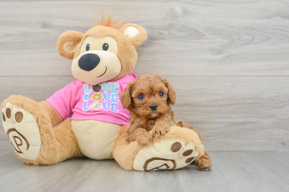 Cavapoo Puppy for Adoption