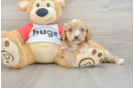 Fluffy Cavapoo Poodle Mix Pup