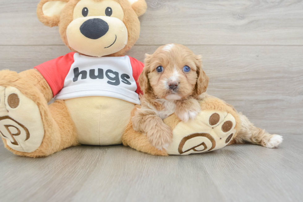 Fluffy Cavapoo Poodle Mix Pup