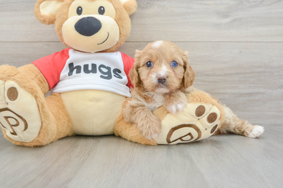 7 week old Cavapoo Puppy For Sale - Lone Star Pups