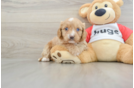 Petite Cavapoo Poodle Mix Pup