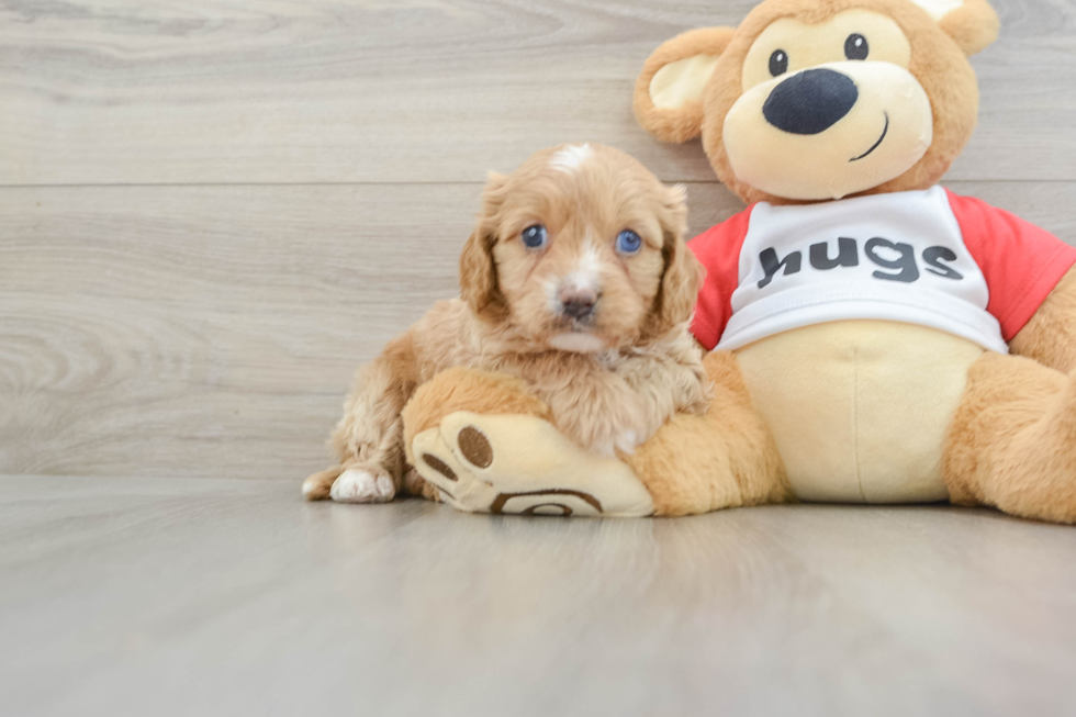 Petite Cavapoo Poodle Mix Pup