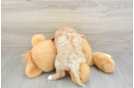 Cavapoo Puppy for Adoption