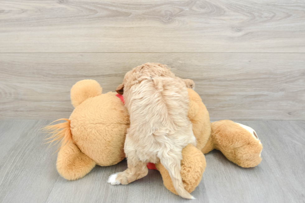 Cavapoo Puppy for Adoption