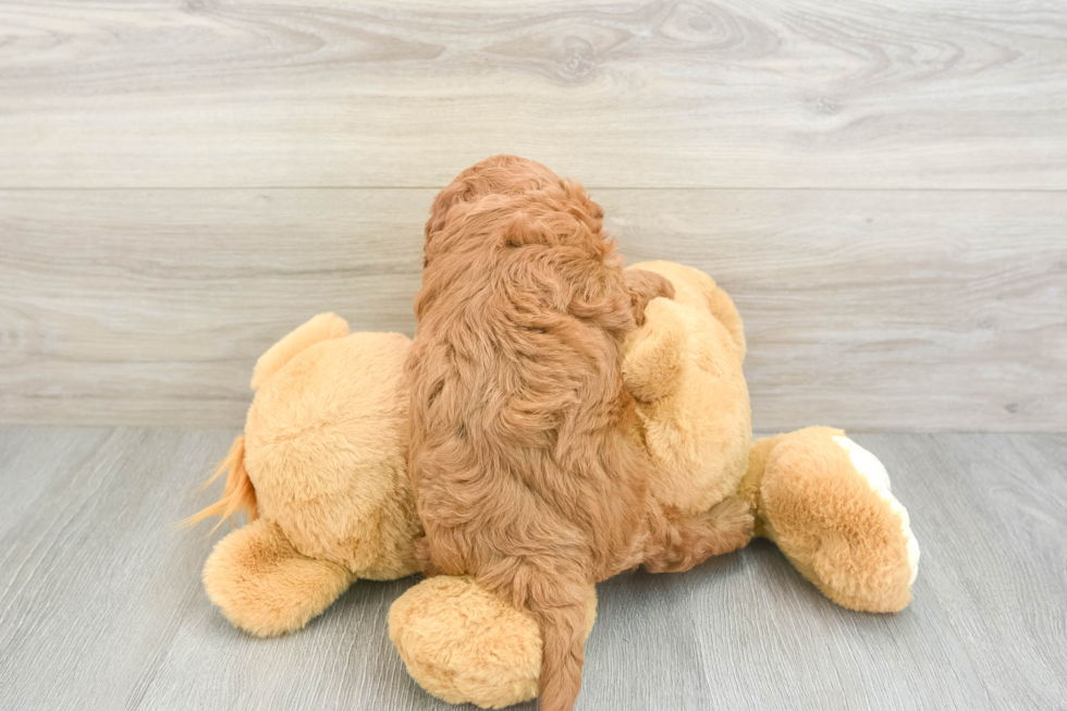 Fluffy Cavapoo Poodle Mix Pup
