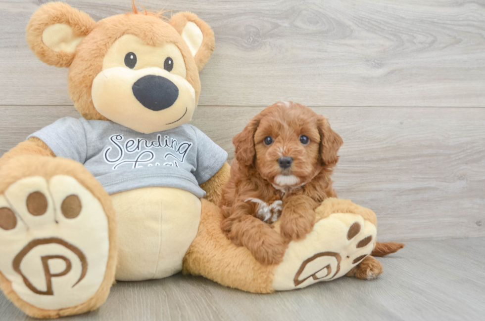 5 week old Cavapoo Puppy For Sale - Lone Star Pups
