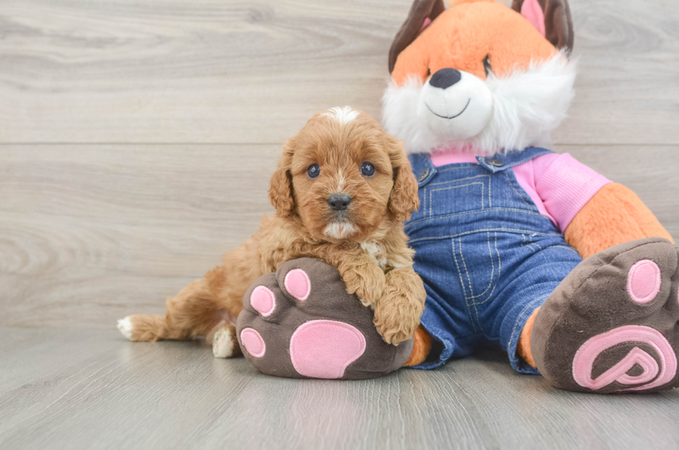 5 week old Cavapoo Puppy For Sale - Lone Star Pups