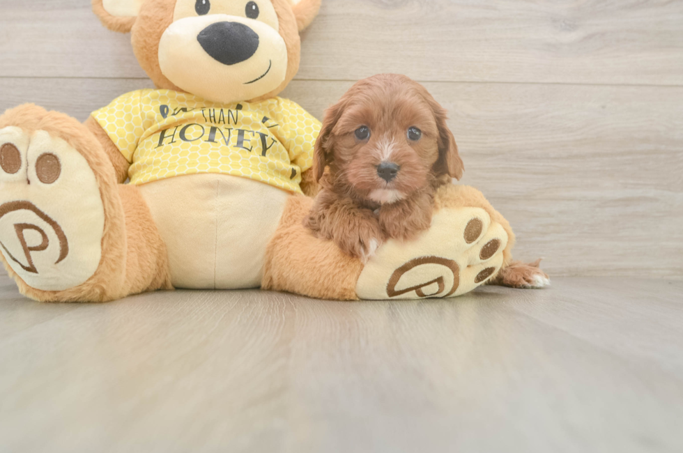 5 week old Cavapoo Puppy For Sale - Lone Star Pups