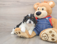 8 week old Cavapoo Puppy For Sale - Lone Star Pups