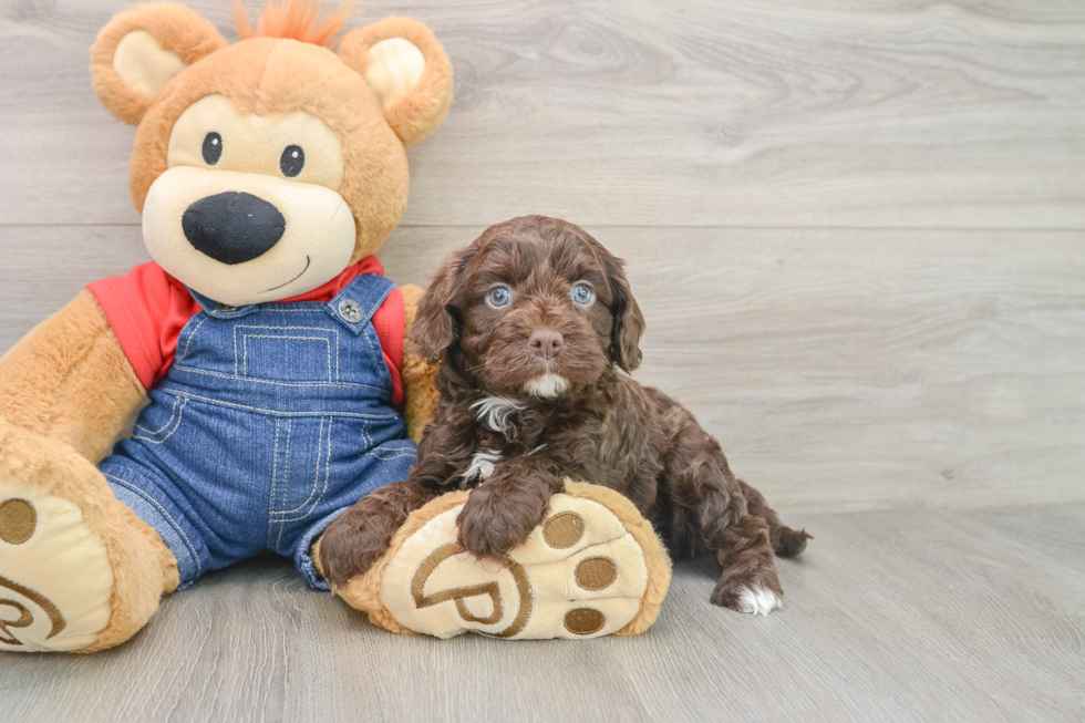 Cavapoo Puppy for Adoption
