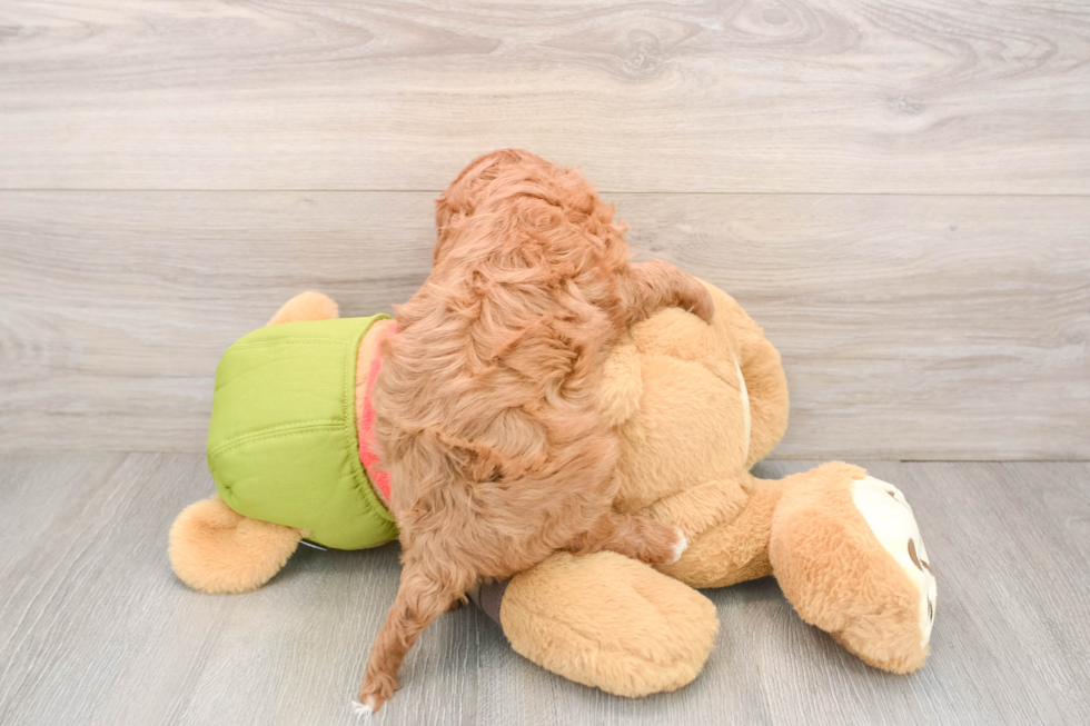 Adorable Cavalier King Charles Spaniel and Poodle Mix Poodle Mix Puppy