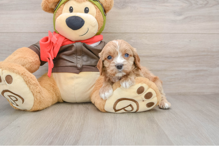 Friendly Cavapoo Baby