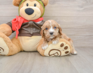 8 week old Cavapoo Puppy For Sale - Lone Star Pups
