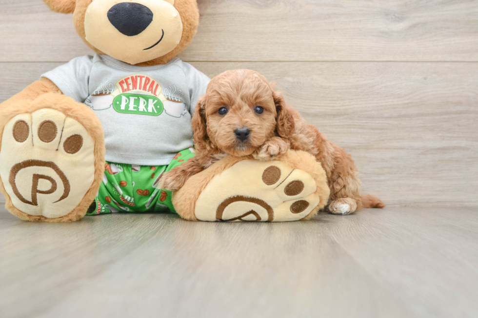 Playful Cavapoodle Poodle Mix Puppy