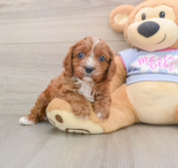 5 week old Cavapoo Puppy For Sale - Lone Star Pups