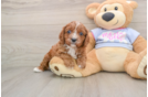 Adorable Cavalier King Charles Spaniel and Poodle Mix Poodle Mix Puppy