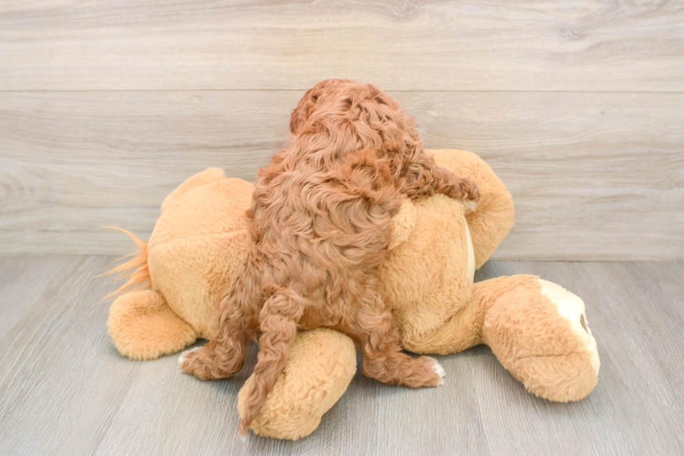 Cavapoo Pup Being Cute